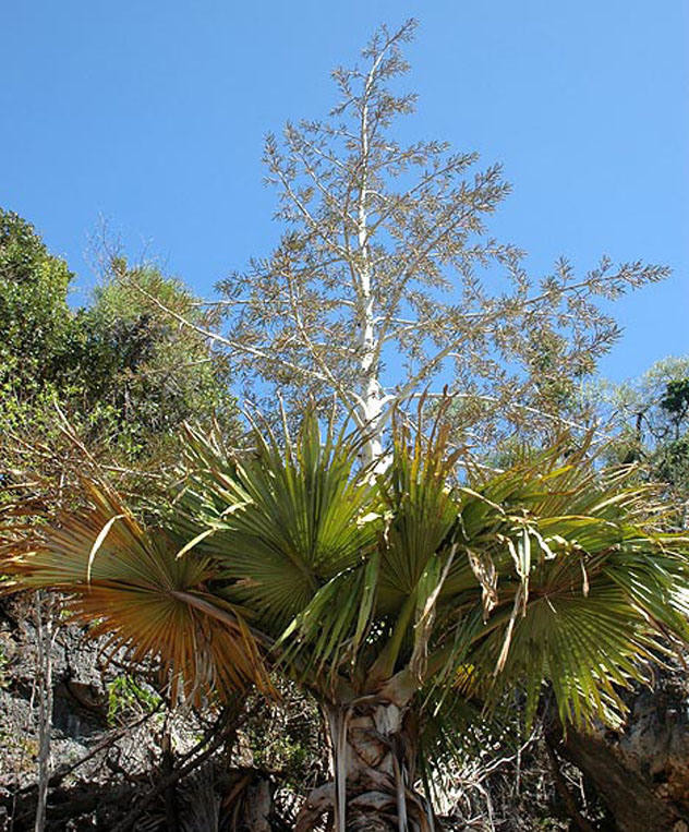Мадагаскарская пальма (Tahina spectabilis). интересное, природа, раз в жизни, факты, фауна, флора, цветы