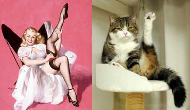 Арт-проект «Cats That Look Like Pin Up Girls» Арт-проект «Cats That Look Like Pin Up Girls»