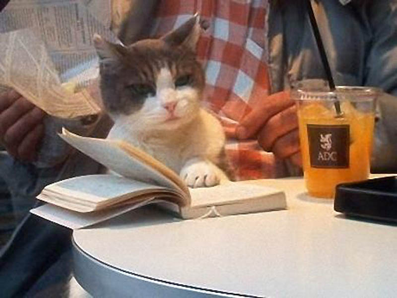 Почему кошки лучше собак