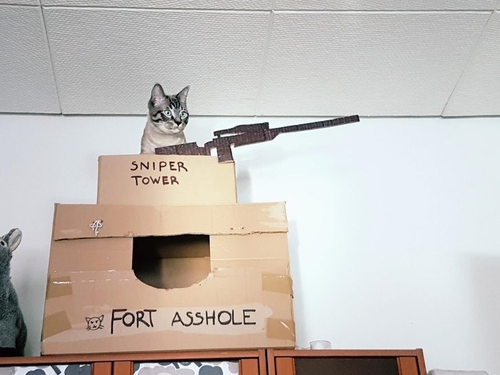 Безумные коты, которые плевать хотели на ваш авторитет)) Безумные коты, которые плевать хотели на ваш авторитет))