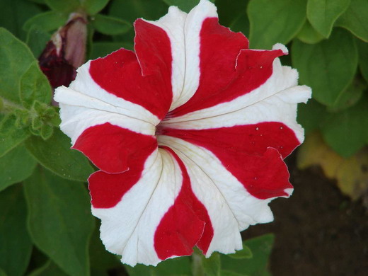  (Petunia)