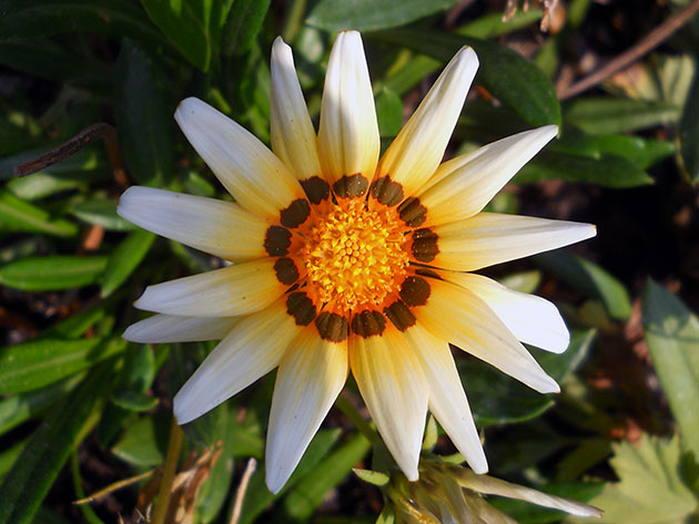 ������� ���������������� / Gazania longiscapa