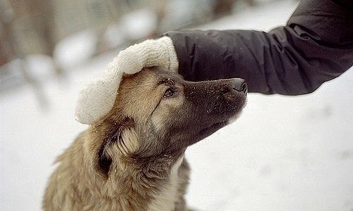 ПОКИНУТАЯ СОБАКА