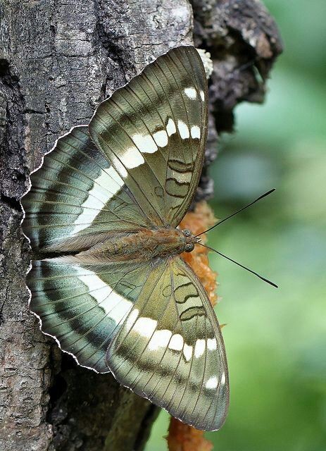 Гусеница кукурузного, или стеблевого, мотылька (Ostrinia nubilalis) выдерживает температуры до -80’C Гусеница кукурузного, или стеблевого, мотылька (Ostrinia nubilalis) выдерживает температуры до -80’C бабочки, интересное, красота, насекомые