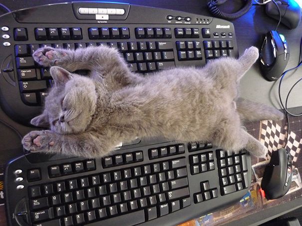20 кошек, которые плевать хотели на твоё личное пространство 20 кошек, которые плевать хотели на твоё личное пространство