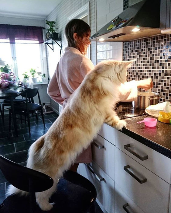 Помощь в приготовлении завтрака. Instagram lotus_the_mainecoon.