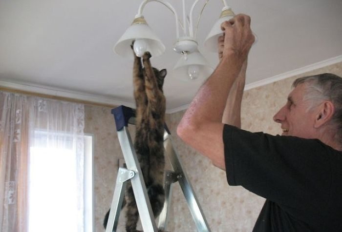 Коты, которые наотрез отказываются вести себя как нормальные животные