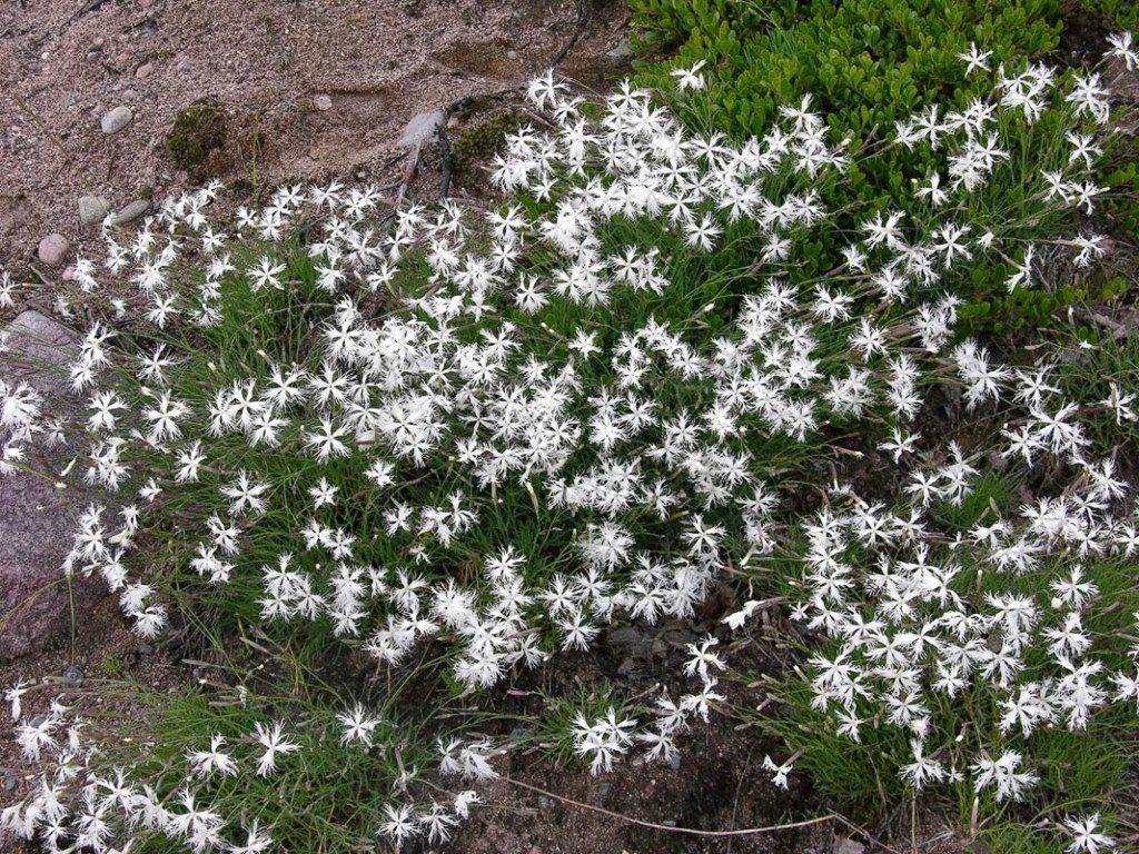 Гвоздика песчаная (лат. Dianthus arenarius) Гвоздика песчаная фото (лат. Dianthus arenarius)