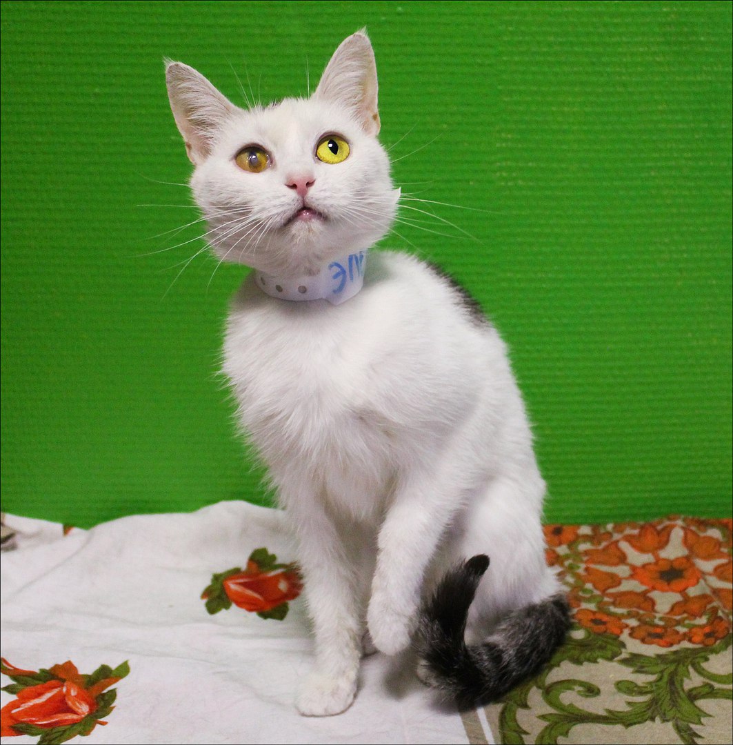 Котейка, в которой идеально всё. Котейка, в которой идеально всё.