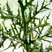 Молочай узковеточный (Euphorbia stenoclada) Молочай узковеточный (Euphorbia stenoclada)
