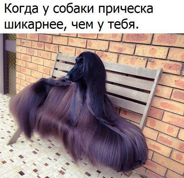 Когда животные умнее, чем мы