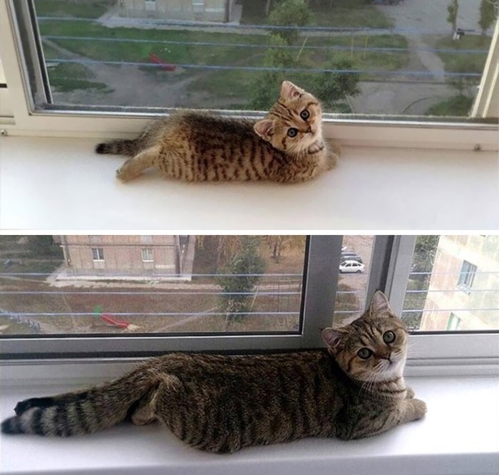 «Наш котик вырос так быстро!» «Наш котик вырос так быстро!»