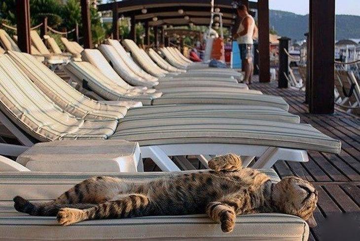 Кошка всегда способна доказать, что не зря ест свой хлеб… Кошка всегда способна доказать, что не зря ест свой хлеб…