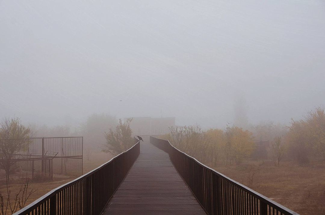 В тумане трудно понять, что произошло в прайде. Фото: Татьяна Алексагина.
