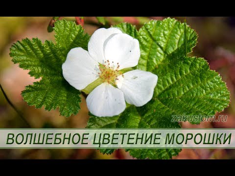 Цветение морошки: красота природы. Цветение морошки: красота природы.