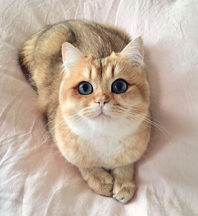 Котёнок по имени Тыковка с безукоризненной подводкой для глаз. Котёнок по имени Тыковка с безукоризненной подводкой для глаз.