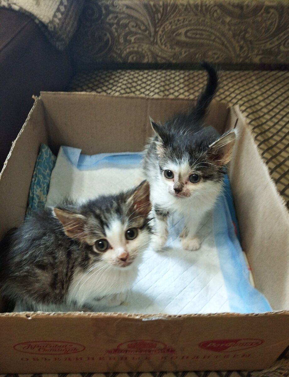 Моих котят кормят костями