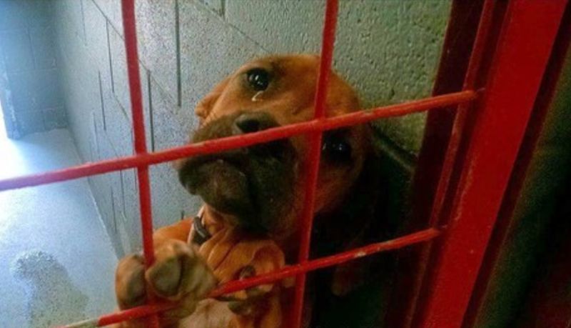 Невероятно эмоциональное фото из собачьего приюта