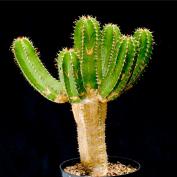 Молочай-колючка (Euphorbia echinus) Молочай-колючка (Euphorbia echinus)