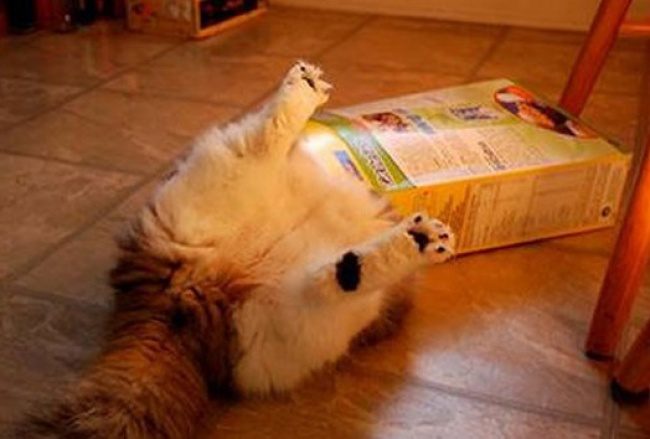Животные, которые пожалели о своих выходках