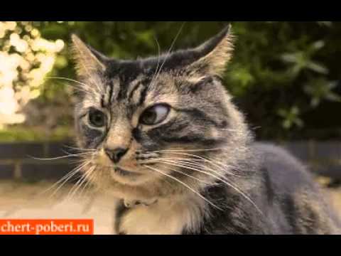 Скромный котик Скромный котик