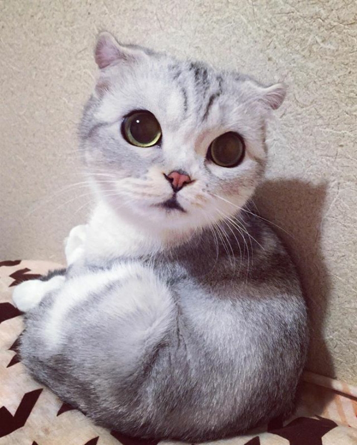 кошка Хана, Hana cat