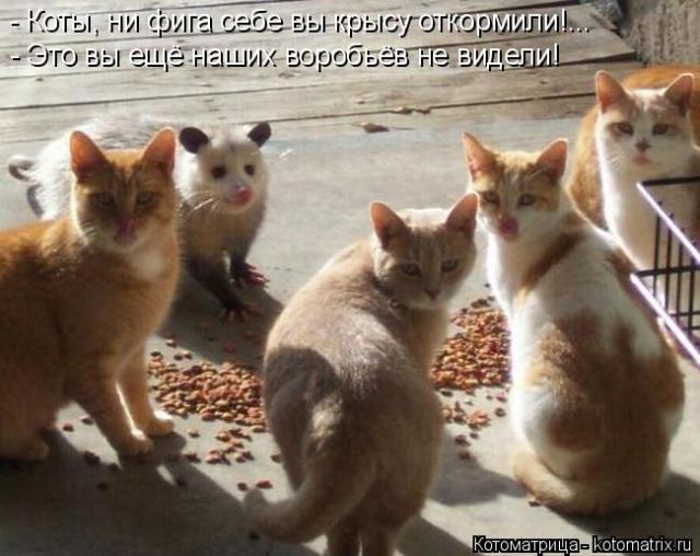 Котоматрицы великолепные, каждая с кусочком тепла, позитива и улыбкой!!! Всем добрых событий сегодня!!! Котоматрицы великолепные, каждая с кусочком тепла, позитива и улыбкой!!! Всем добрых событий сегодня!!!