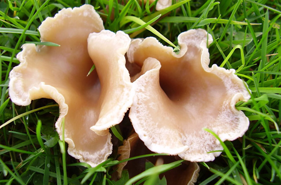 10 видов ядовитых грибов, которым нечего делать на вашей кухне