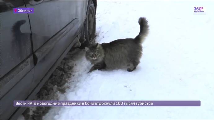 В Обнинске подъездная кошка несколько часов грела младенца-подкидыша