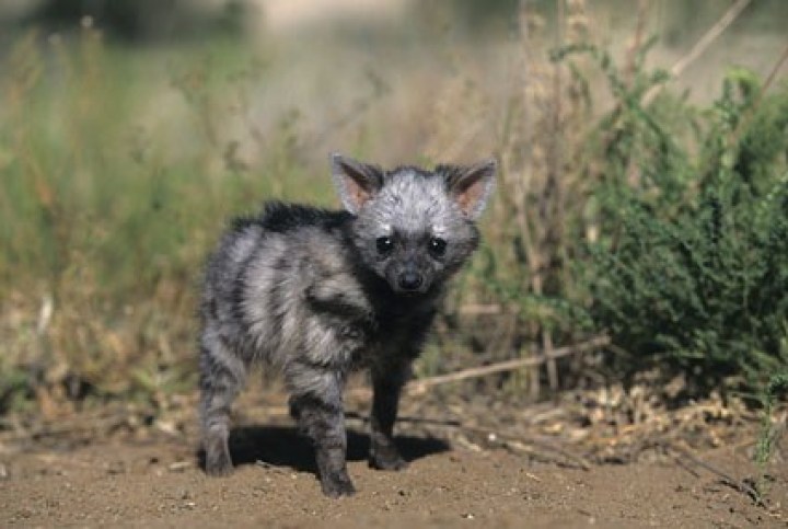 https://i1.wp.com/vicer.ru/wp-content/uploads/2015/11/aardwolf-%D0%B7%D0%B5%D0%BC%D0%BB%D1%8F%D0%BD%D0%BE%D0%B9-%D0%B2%D0%BE%D0%BB%D0%BA-7.jpg?resize=720%2C483