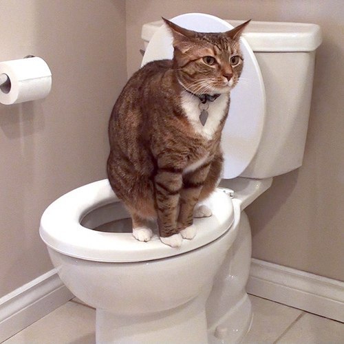    ., 