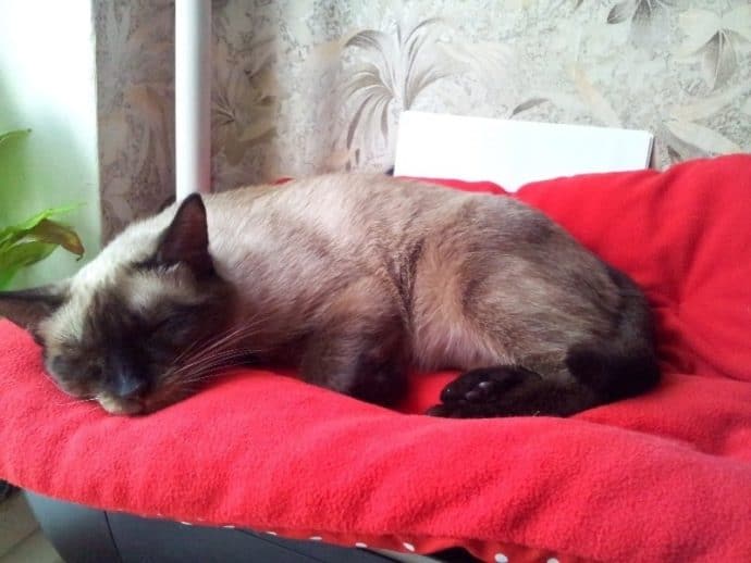 Стекло и куски мусора торчали в запутанной шерсти кошки. Она не могла открыть глаза