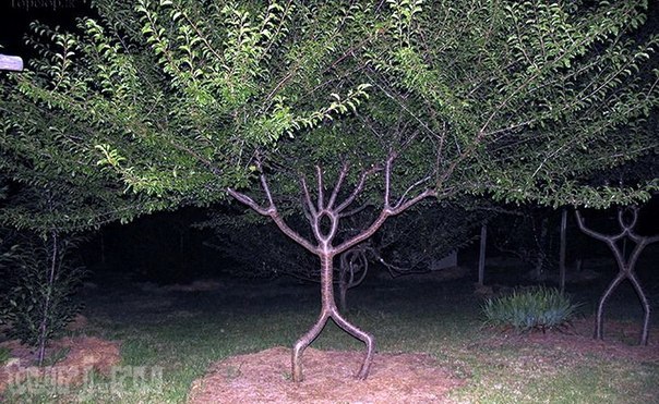 Аксель Эрландсон (Axel Erlandson) (1884 – 1964) был необычным фермером, который заставлял расти деревья по его собственному дизайну.