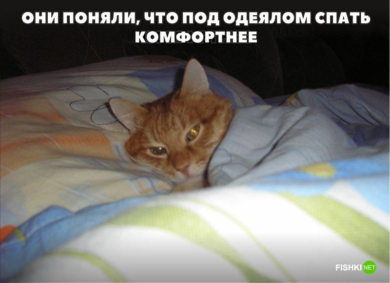 20 фотографий, доказывающих, что кошки медленно превращаются в людей 20 фотографий, доказывающих, что кошки медленно превращаются в людей кот, юмор