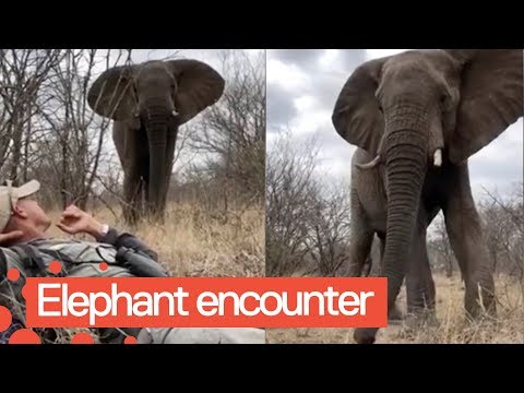 Невероятно близкая встреча со слоном