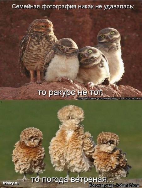 Без кота жизнь не та (50 фото ) Без кота жизнь не та (50 фото )