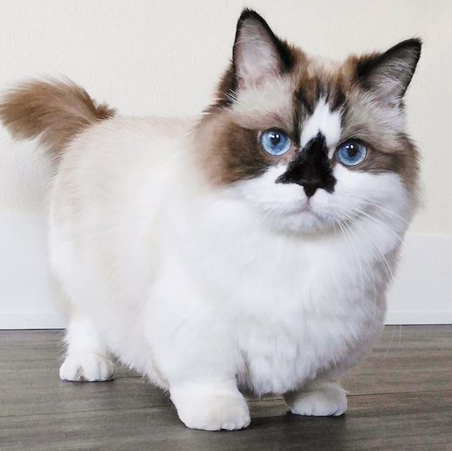17 животных, раскрашивая которых, природа была в ударе 17 животных, раскрашивая которых, природа была в ударе