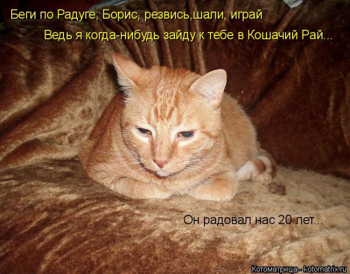 Забавные животные (50 фото) Забавные животные (50 фото)