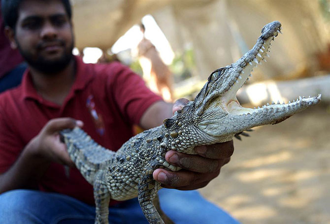 Животные в фотографиях