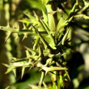 Молочай узковеточный (Euphorbia stenoclada) Молочай узковеточный (Euphorbia stenoclada)