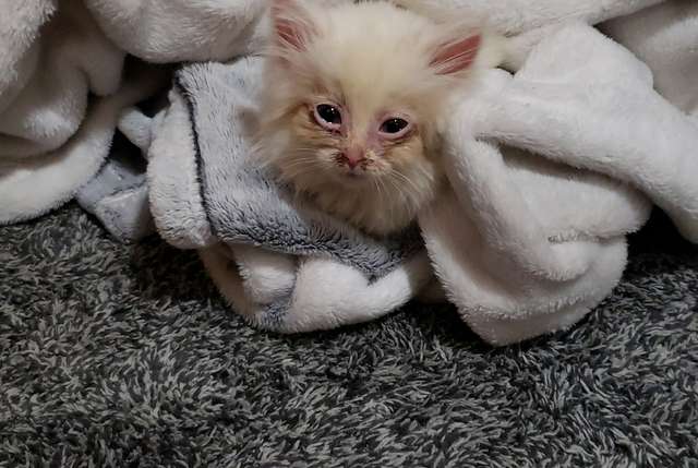 помощь котенку котенок в полотенце