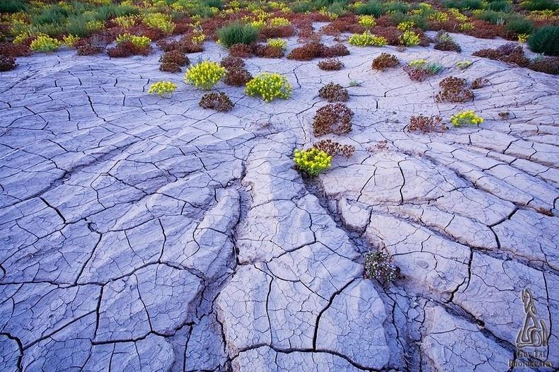 Пустынные цветы на плато Колорадо Пустынные цветы на плато Колорадо