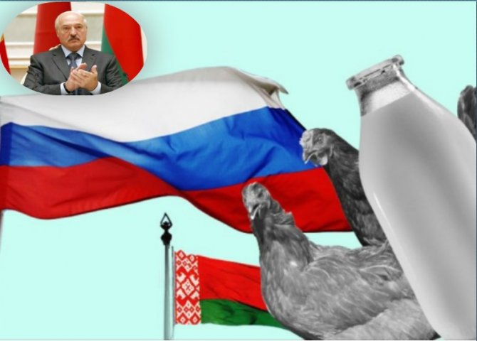 Россия с 18 августа ограничит поставки мяса и молока из Белоруссии Россия с 18 августа ограничит поставки мяса и молока из Белоруссии