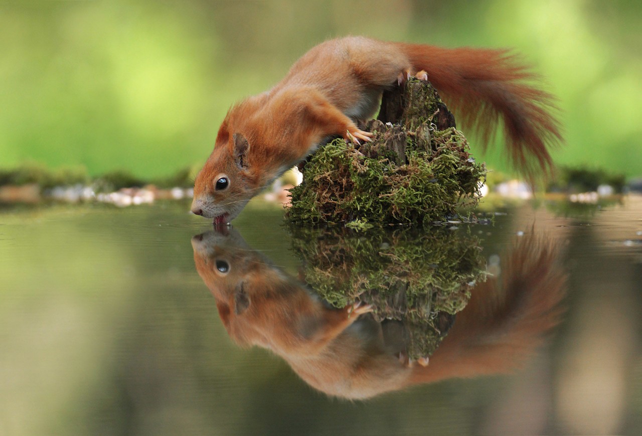 Лучший садово-парковый фотограф в конкурсе International Garden Photographer of the Year 2018