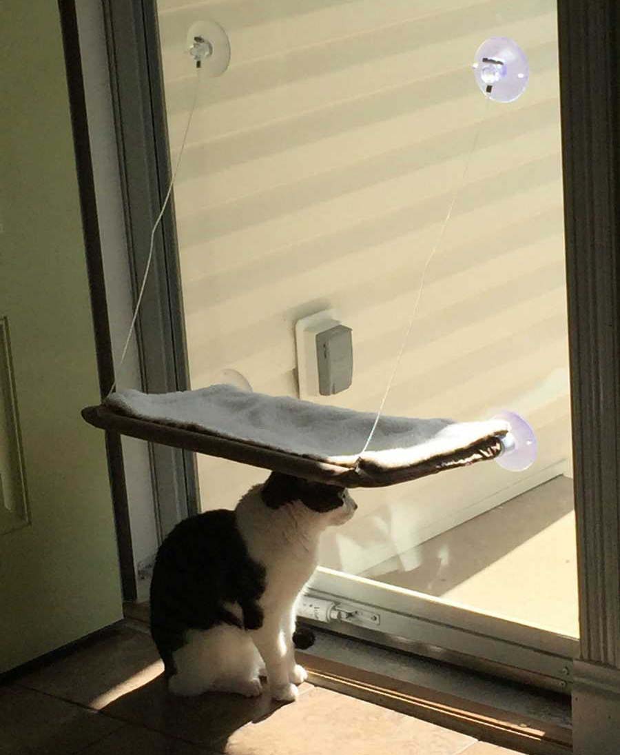 Кошачья логика Кошачья логика