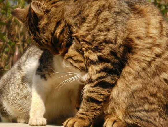 Влюбленные котейки Влюбленные котейки