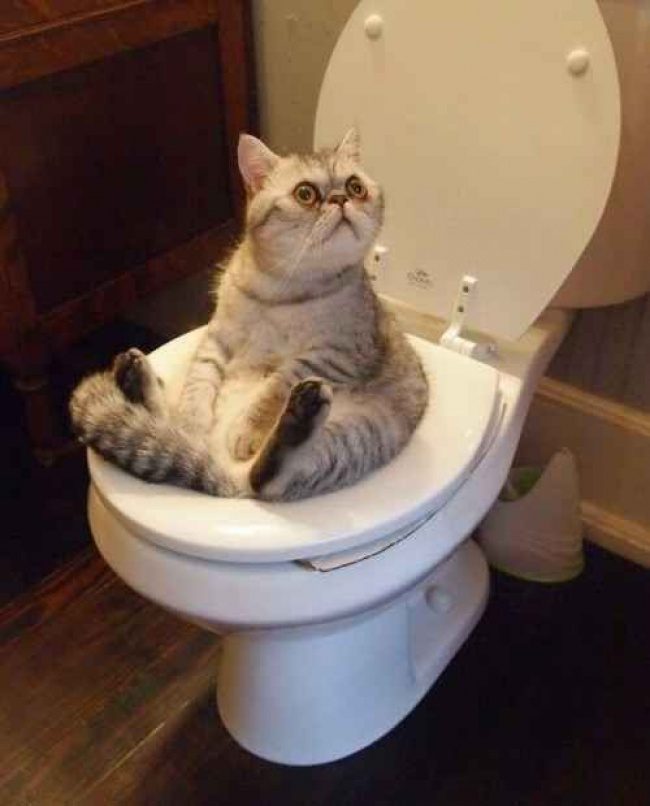 Животные, которые пожалели о своих выходках