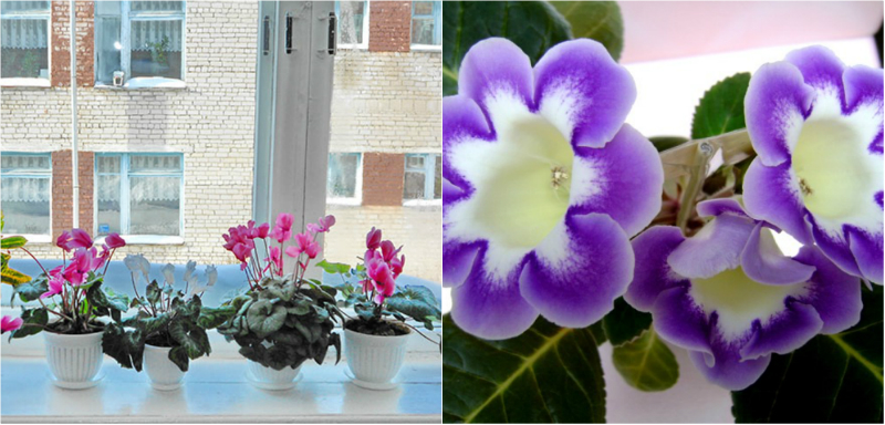 подкормка комнатных растений