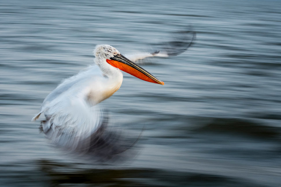 British Ecological Society Photo Competition 2020