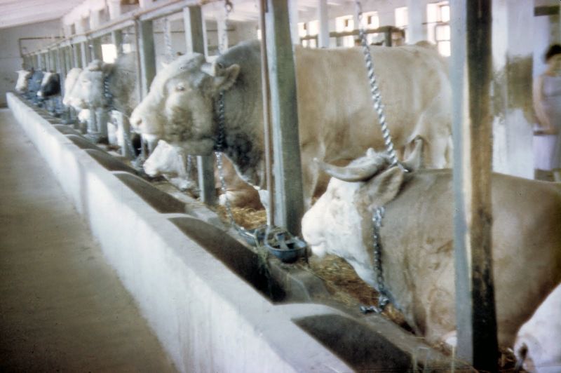 Джон Шульц, СССР, фотографии